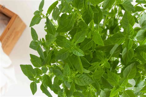 How to Grow Basil Indoors