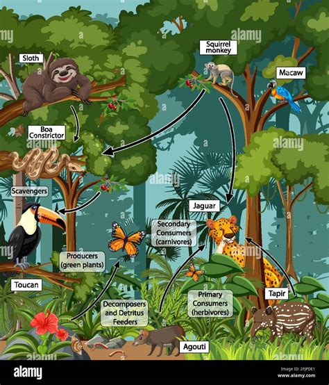 Amazon Jungle Food Chain