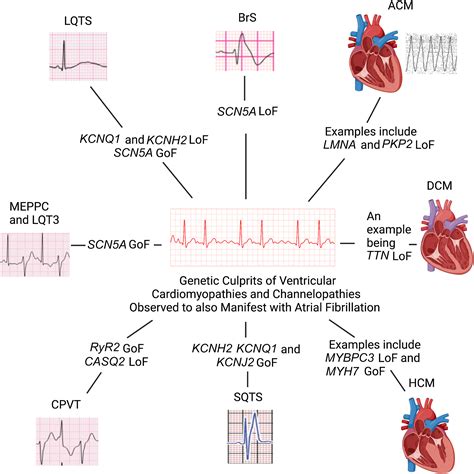 Clinical Genetic Testing for Atrial Fibrillation: Are We There Yet ...