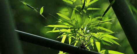 关于竹子的坚韧精神诗句(赞美竹坚韧不拔的诗句),描写竹子坚韧精神的诗有哪些