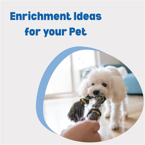 Keep Your Pets Happy and Healthy: Fun Enrichment Ideas for Cats & Dogs ...