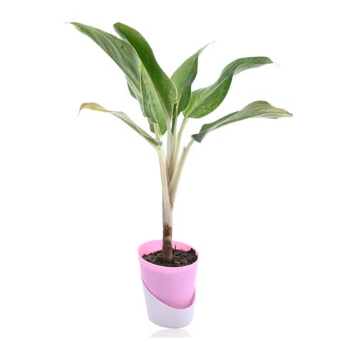 Aglaonema Plant With Self Watering Pot – Nainileaf