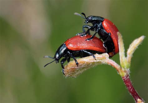 Black Red Beetle on Top of Another Red Black Beetle · Free Stock Photo