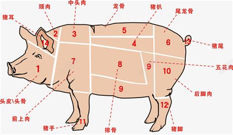 农业畜牧业农家土猪肉分割种类解png图片免费下载-素材7xQUgPeWU-新图网
