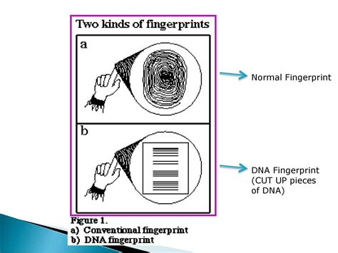 DNA Fingerprinting Examples 的图像结果