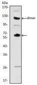 Anti-CSF1 Antibody, clone 2D10 ascites fluid, clone 2D10, from mouse ...
