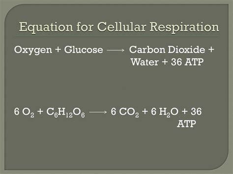 Cellular Respiration. - ppt download