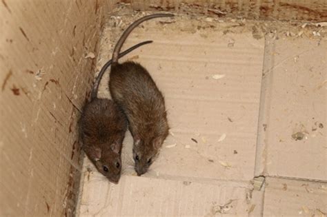 动物实验之——大鼠与小鼠固定篇 - 哔哩哔哩