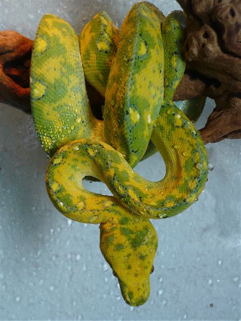 Gebe wieder ab Morelia viridis bredli in Erfurt | Tiere | Kleinanzeigen