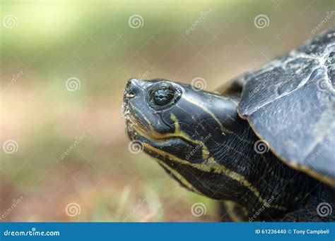 Snapping Turtle Laying Its Eggs Stock Photo - Image of wildlife, people: 61236440