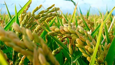 Cultivo de Arroz: guía para la siembra, cuidado y cosecha