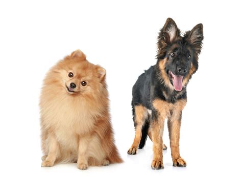 German Shepherd Pomeranian Mix - Everything You Need to Know About