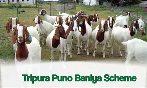 Benefits, Eligibility, and Online Registration for the Puno Baniya ...