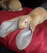 Image result for Baby Lop Rabbits