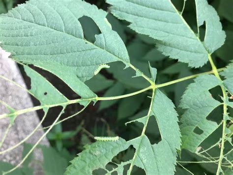 Les 10 secrets pour réussir les rosiers rustiques