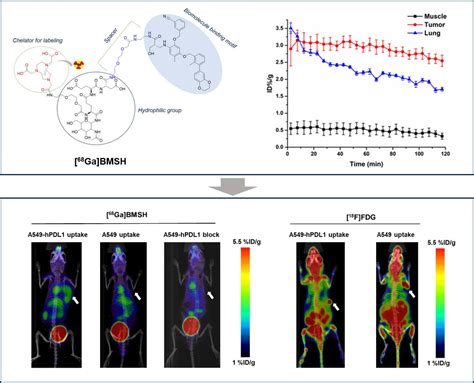 Development and Preclinical Evaluation of [68Ga]BMSH as a New Potent ...