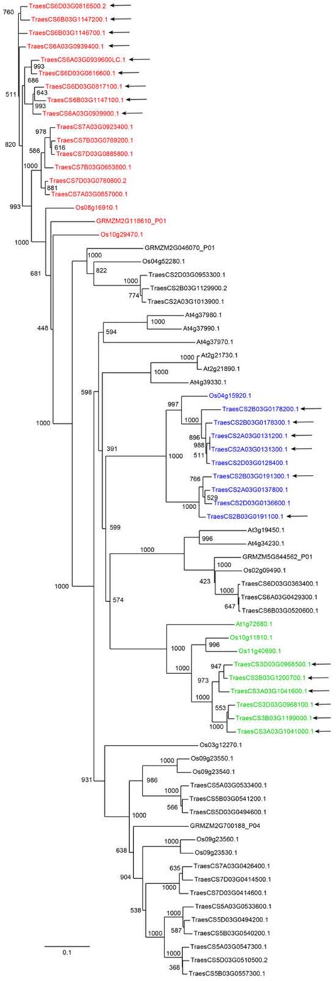 The Cell Wall-Related Gene Families of Wheat (Triticum aestivum)