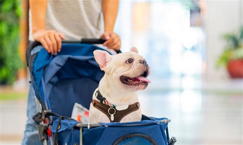 Brits and pets could be denied entry in Europe if they don't follow new ...