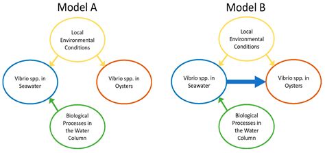 Vibrio vulnificus and Vibrio parahaemolyticus in Oysters under Low ...