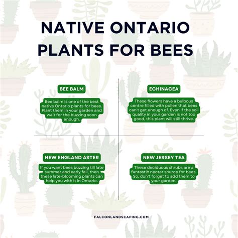 Native Plants in Ontario List: Top Ones to Choose From