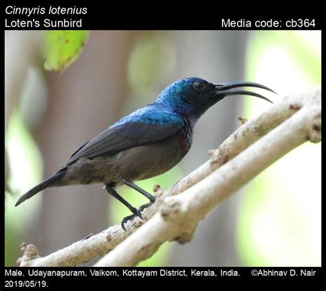 Cinnyris lotenius (Linnaeus, 1766) - Loten's Sunbird | Birds