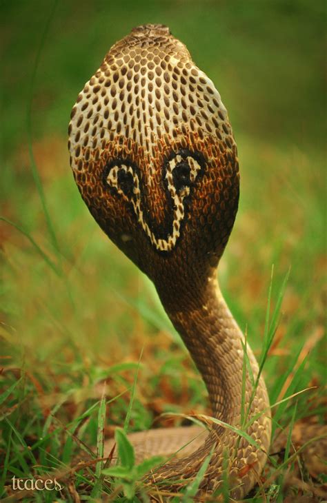 The Spectacled Cobra! - Animal & Insect Photos - T R A C E S