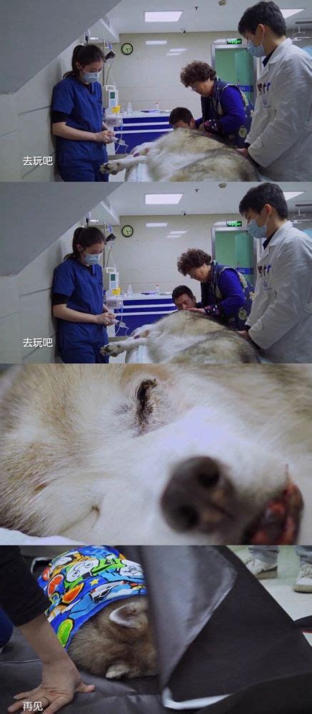 宠物版《人间世》，一档探讨动物安乐死的8.9分综艺_腾讯新闻