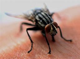 Image result for housefly