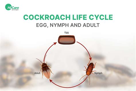 Image result for Cockroach Hatching