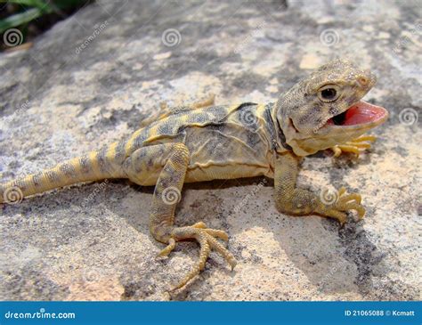 Image result for Eastern Collared Lizard