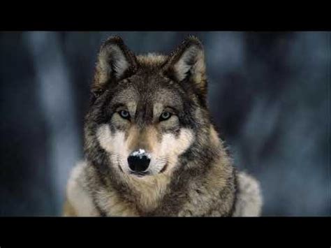 Image result for Audio of Wolves Howling