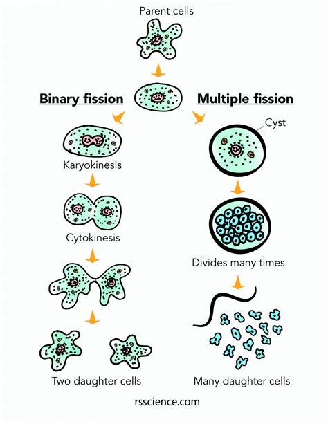 Reproduction Of Amoeba