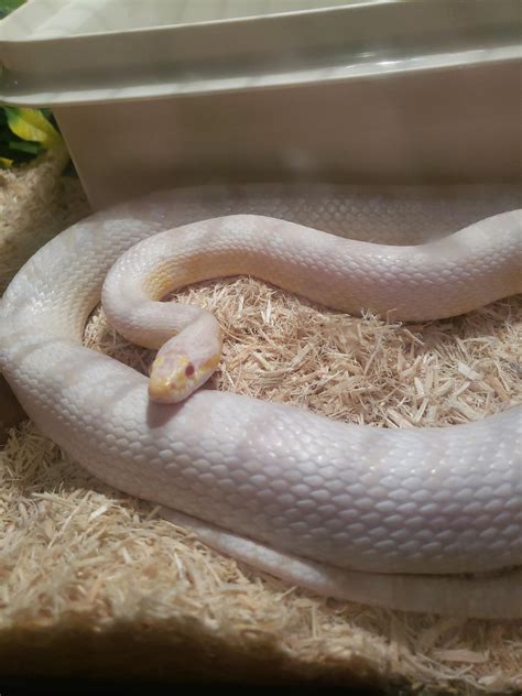 Albino Corn Snake