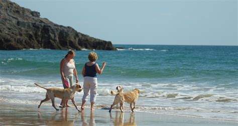 What Beaches Allow Dogs Wales at Fannie Raleigh blog