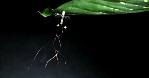 Spy Robot Fly Insects 的图像结果