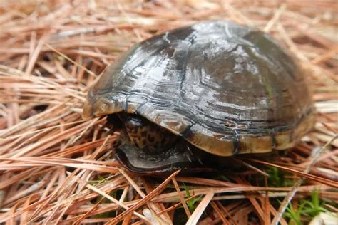Image result for Cleaning Turtle Shell