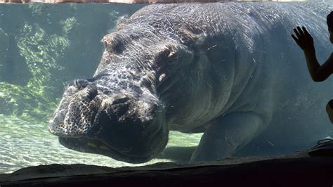 Hippopotamus - Milwaukee County Zoo