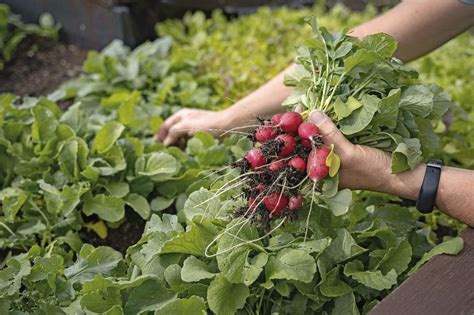 Hochbeet bepflanzen: Die 10 besten Gemüse-Kombinationen für Landwirte ...