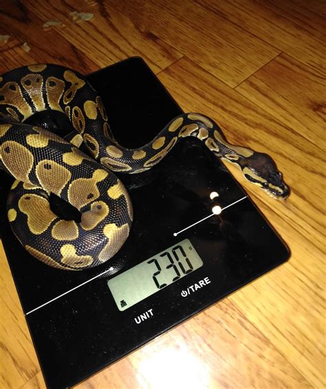 Ball Python Weight Gain 的图像结果