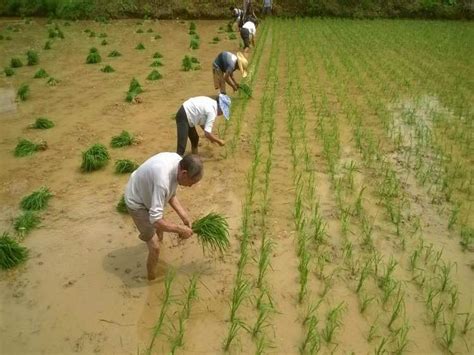 田里刚种植的水稻高清图片下载-正版图片501609280-摄图网