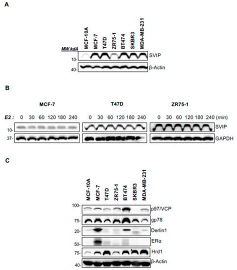Differential Expression and Function of SVIP in Breast Cancer Cell ...