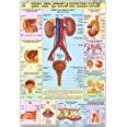 Buy HPM08 | TeachingNest | Kidney, Skin & Excretory Organs Chart 70x100 ...