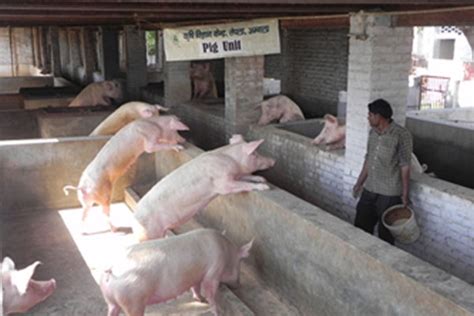 Krishi Vigyan Kendra, Ambala