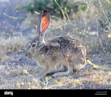 Black tail jackrabbit desert hi-res stock photography and images - Alamy