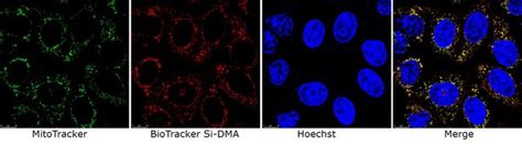 BioTracker Si-DMA 一重項酸素生細胞色素 Live cell imaging dye for singlet oxygen ...