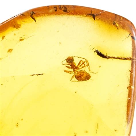 Amber With Insects Fossil Ant Insect Inclusion in Genuine - Etsy