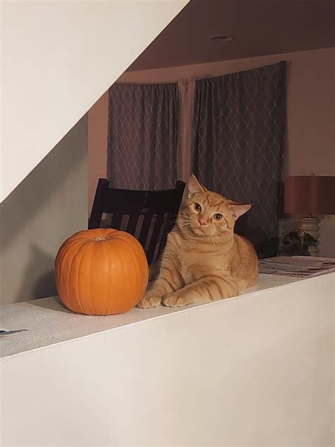 Niki knows his best angles : r/SupermodelCats