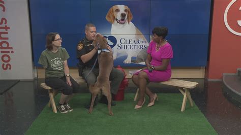 Clear the Shelters 2025: Over 3,000 pets adopted from Northeast Ohio ...