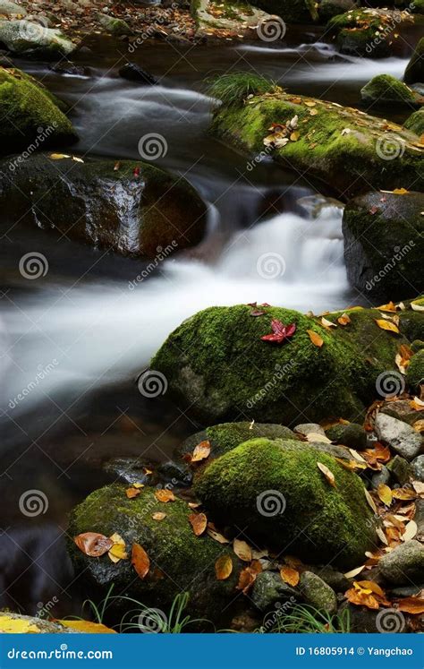 Fallen leaves and stream stock photo. Image of color - 16805914