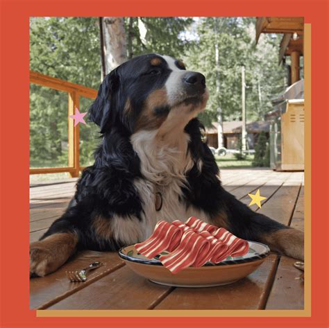 Why Can't Dogs Eat Pork? (Safety Guide) - Oodle Life